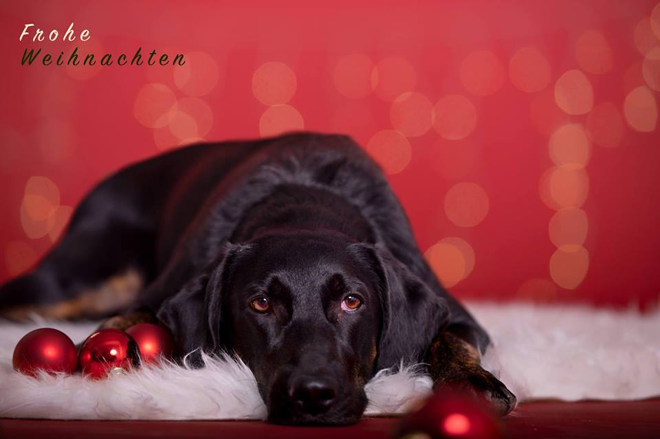 Xmas Hunde Fotoshooting